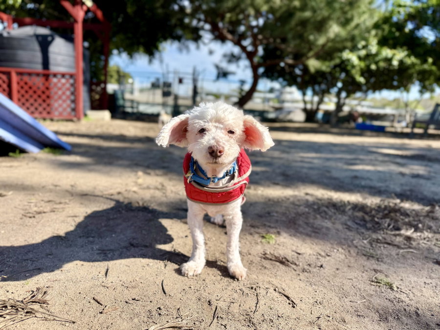 Corky