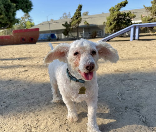 picture of the dog needing adoption