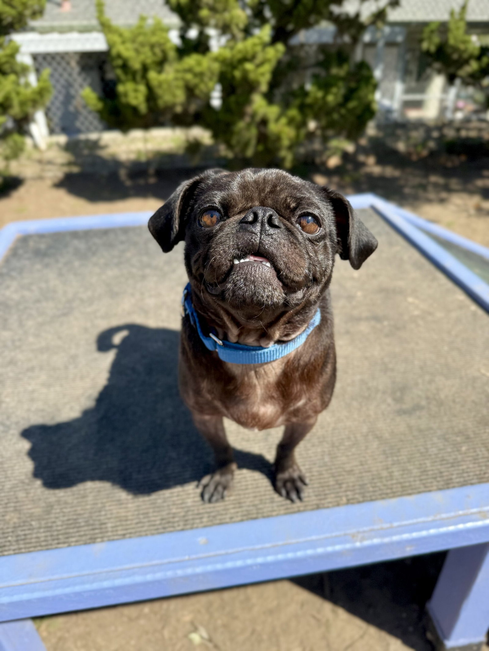 Bugsy Image