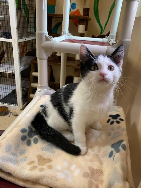 Kitten Apollo, Baby Domestic Short Hair / Mixed (short coat), cat for adoption in Alhambra, California