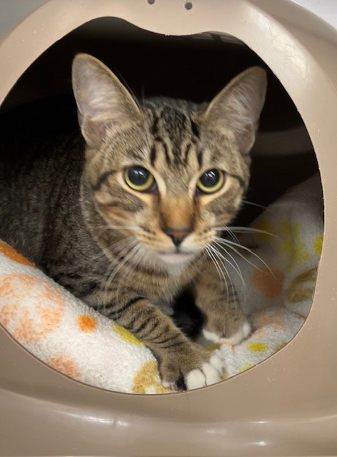 Peter, an adoptable Domestic Short Hair in Seal Beach, CA