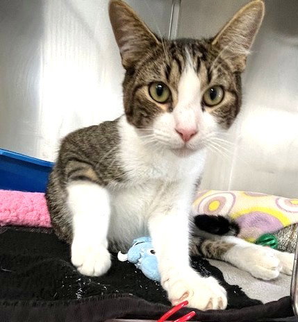 Garfunkel, an adoptable Domestic Short Hair in Seal Beach, CA