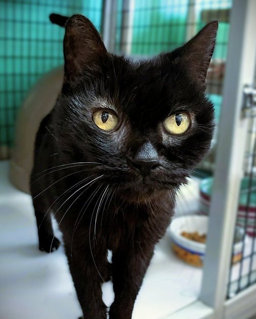 Lainey, an adoptable Domestic Short Hair in Seal Beach, CA