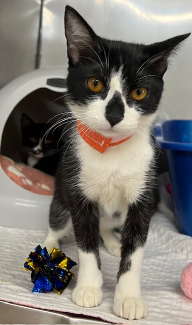 Kitten Gamora, an adoptable Domestic Short Hair in Seal Beach, CA