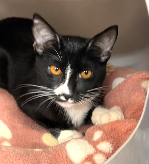 Kitten Genesis, Baby Domestic Short Hair / Mixed (short coat), cat for adoption in Westminster, California