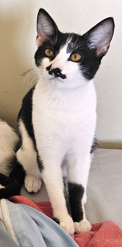 Kitten Garlic Bread, Baby Domestic Short Hair / Mixed (short coat), cat for adoption in Westminster, California