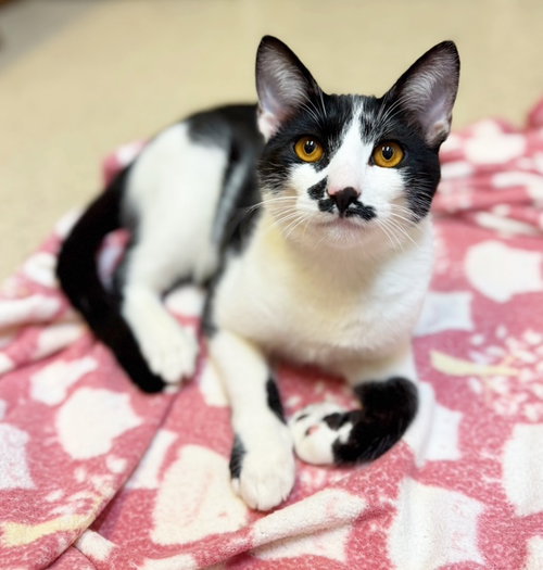 Garlic Bread, Young Domestic Short Hair / Mixed (short coat), cat for adoption in Alhambra, California