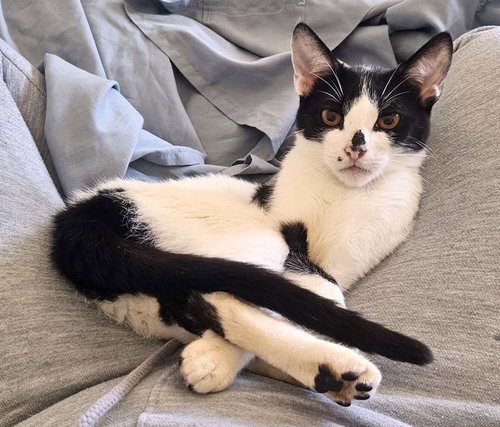 Kitten Geeky, Baby Domestic Short Hair / Mixed (short coat), cat for adoption in Westminster, California