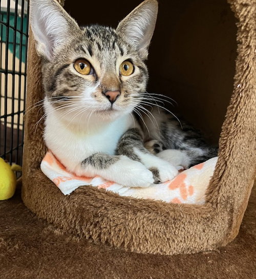 Kitten Gum-Drop, Baby Domestic Short Hair / Mixed (short coat), cat for adoption in Westminster, California