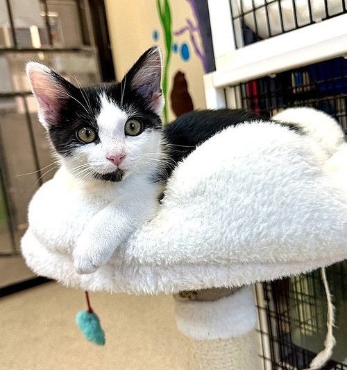 Kitten Jarvis, Baby Domestic Short Hair / Mixed (short coat), cat for adoption in Alhambra, California
