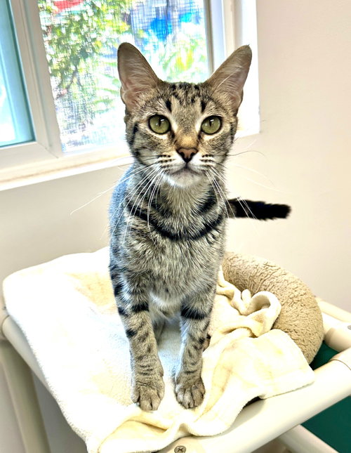 Belladonna, Adult Domestic Short Hair / Mixed (short coat), cat for adoption in Alhambra, California