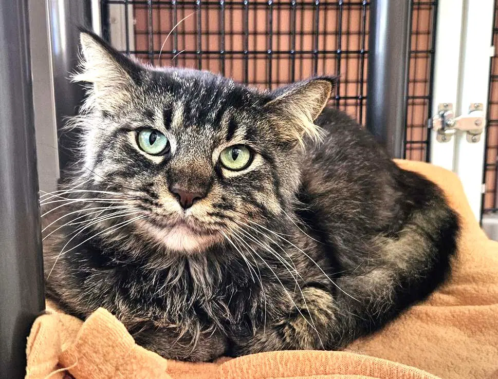 Mochi - Domestic Short Hair