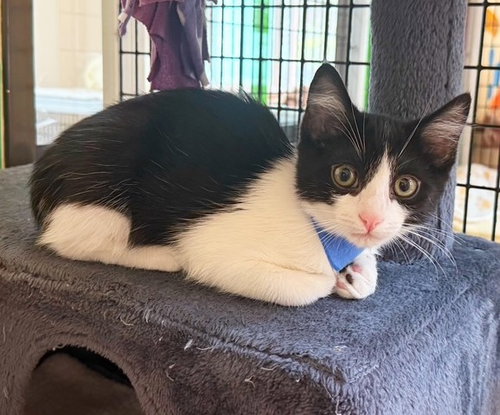 Kitten Cosmo, an adoptable Domestic Short Hair in Seal Beach, CA