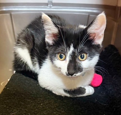 Kitten Comet, an adoptable Domestic Short Hair in Seal Beach, CA