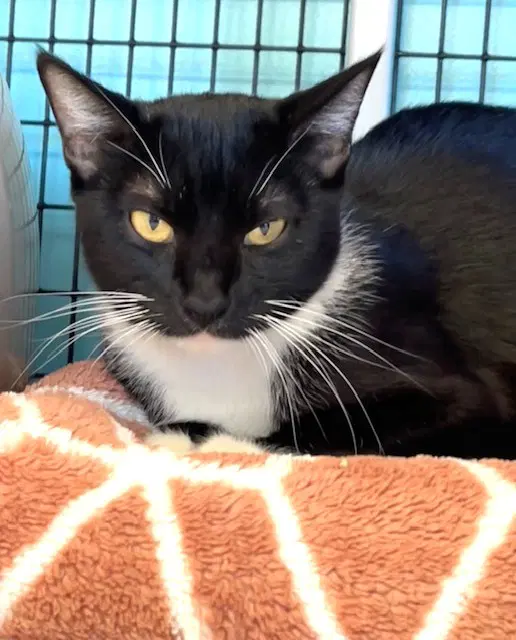 Sami - Domestic Short Hair