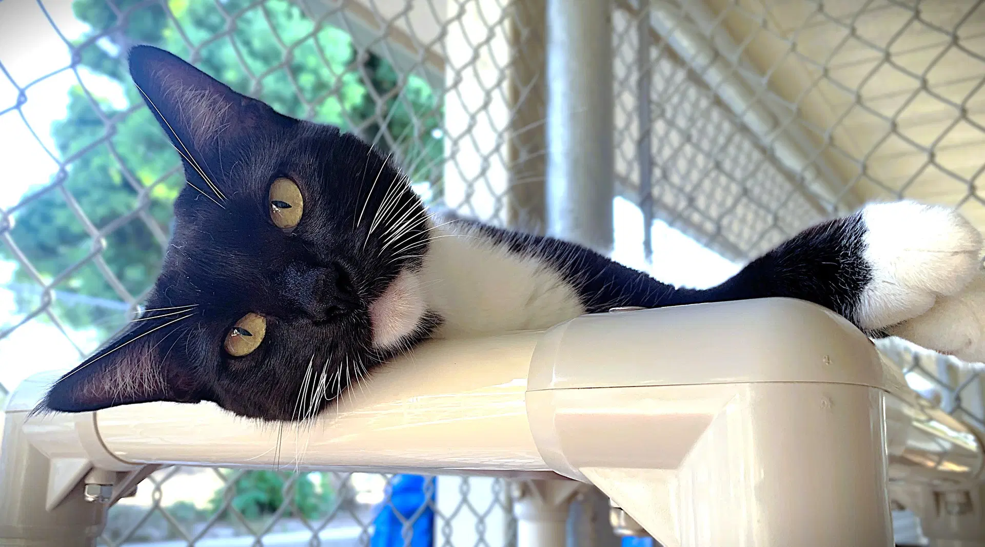 Sami - Domestic Short Hair