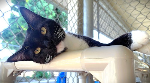 picture of the cat needing adoption