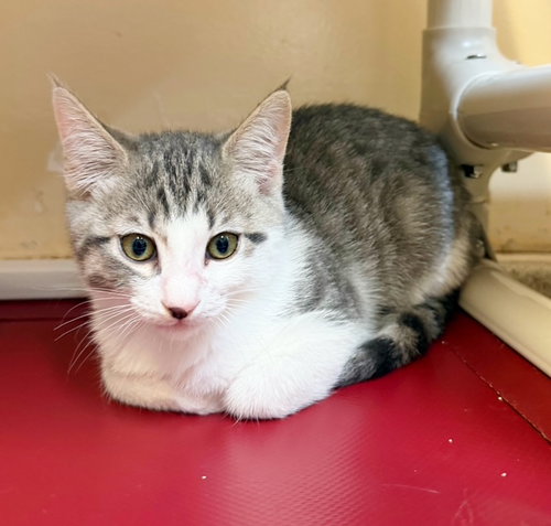 Kitten Scout, an adoptable Domestic Short Hair in Seal Beach, CA