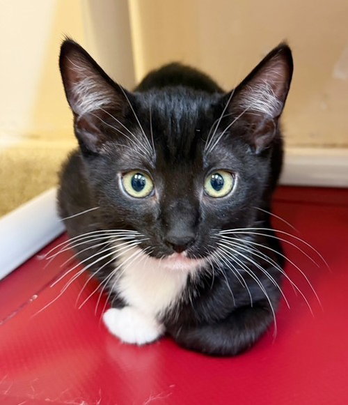 Kitten Sylvie, an adoptable Domestic Short Hair in Seal Beach, CA