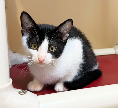 Kitten Simon, an adoptable Domestic Short Hair in Seal Beach, CA