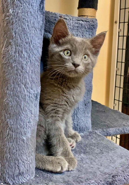 Kitten Quindarius, an adoptable Domestic Medium Hair in Seal Beach, CA