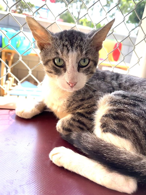 Dio, an adoptable Domestic Short Hair in Seal Beach, CA