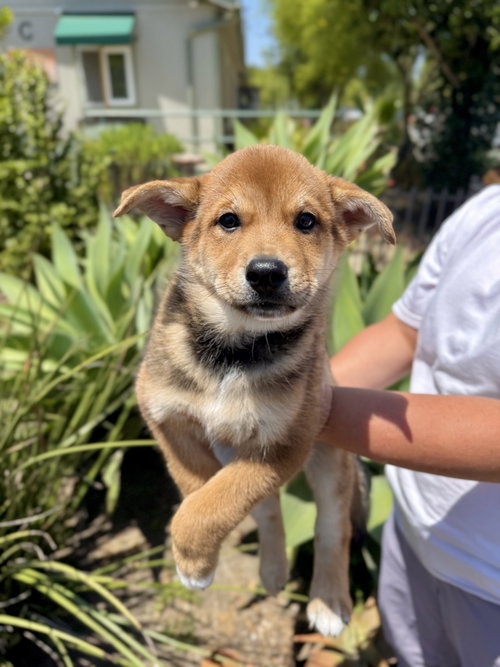 Caramel, an adoptable Unknown breed in Seal Beach, CA