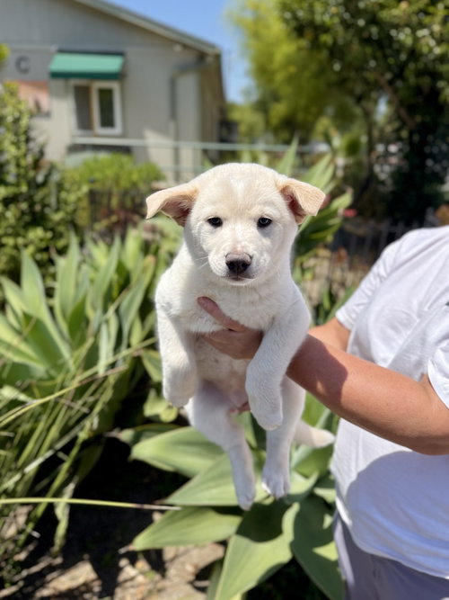 Marshmallow, an adoptable Unknown breed in Seal Beach, CA
