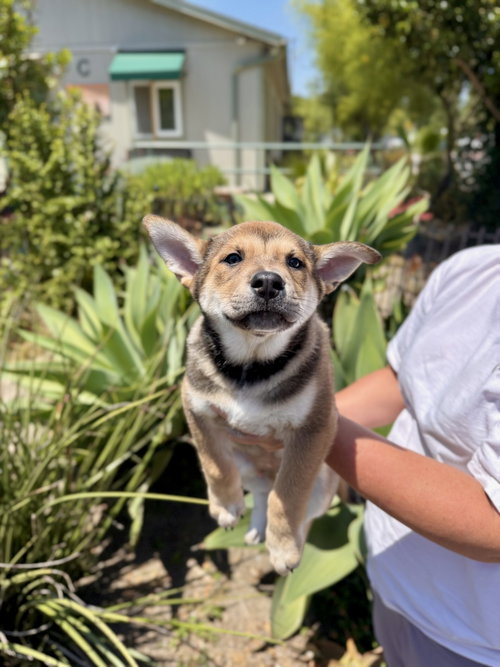 Nougat, an adoptable Unknown breed in Seal Beach, CA