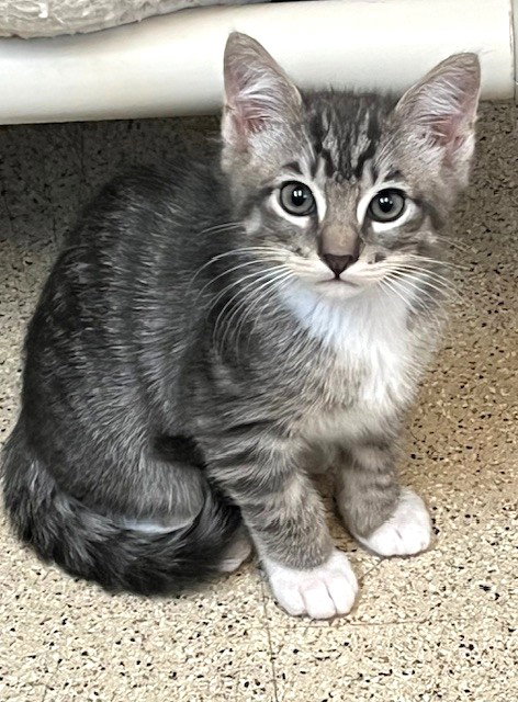Kitten Ernie, an adoptable Domestic Short Hair in Seal Beach, CA