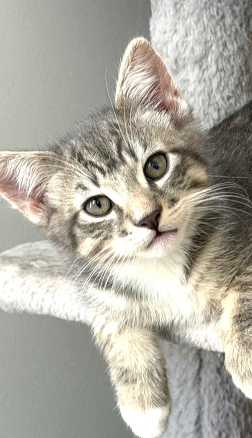 Kitten Emmit, an adoptable Domestic Short Hair in Seal Beach, CA