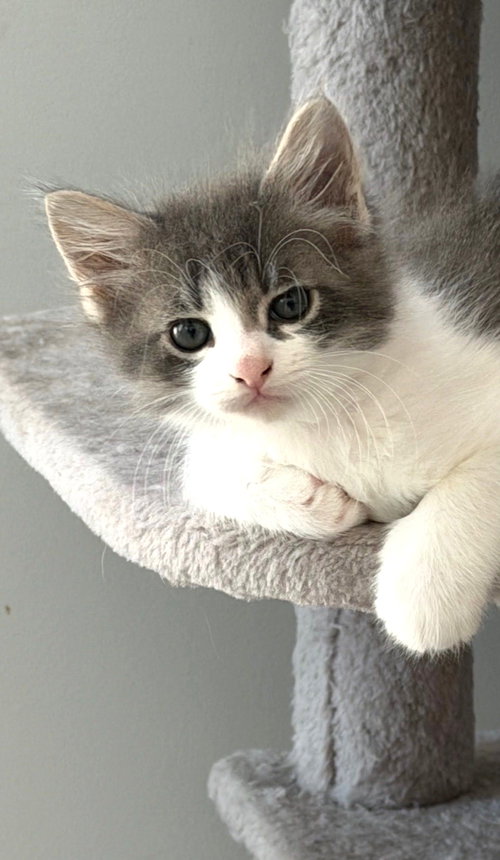 Kitten Etho, an adoptable Domestic Short Hair in Seal Beach, CA