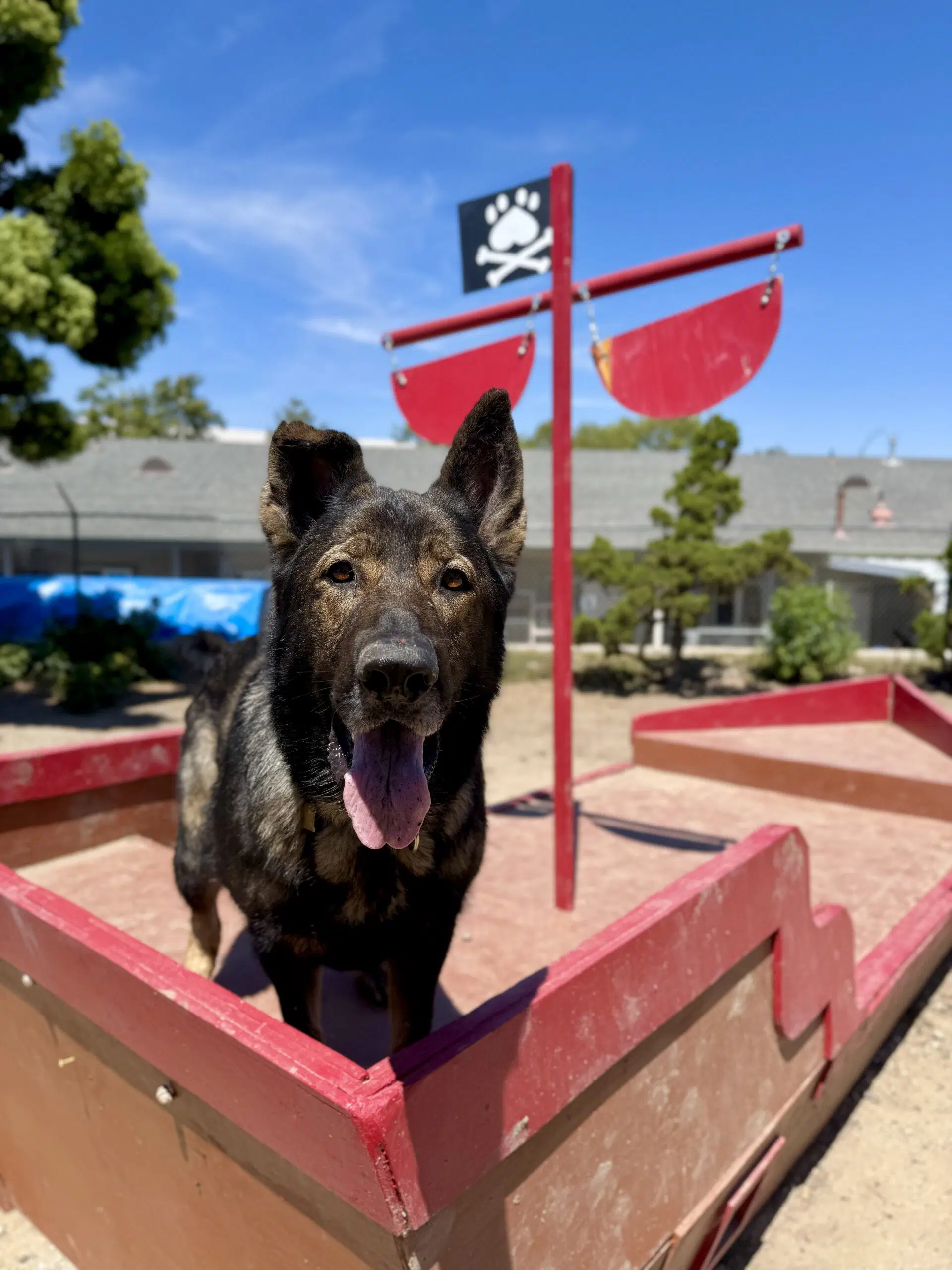 Zion - German Shepherd Dog