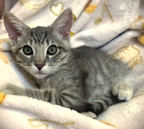 Kitten Quantum Quigglesworth