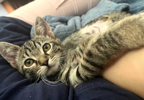 Kitten Nelly Furtado
