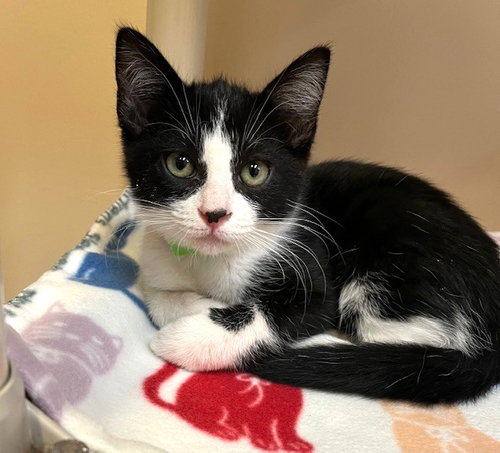 Kitten Benito