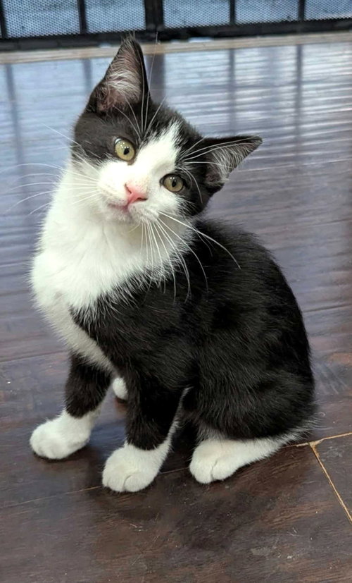 Kitten Bernard