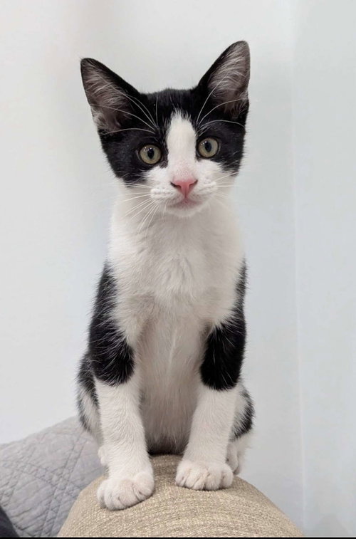 Kitten Bruce