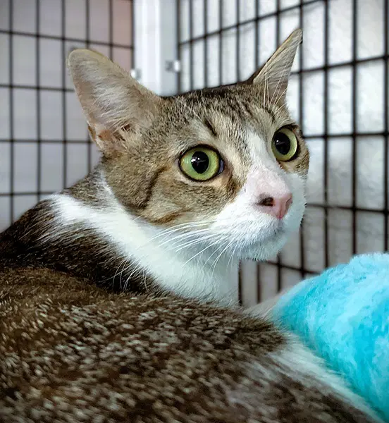 Velvet - Domestic Short Hair