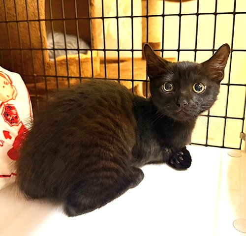 Kitten Talia, Baby Domestic Short Hair / Mixed (short coat), cat for adoption in Torrance, California