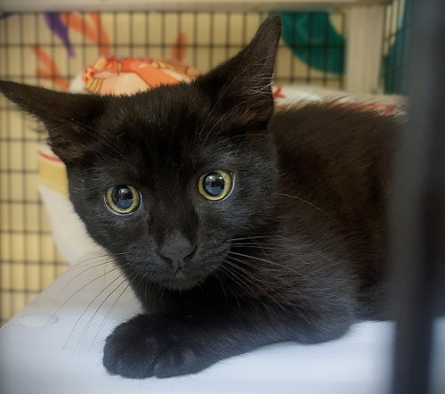 Kitten Talia, Baby Domestic Short Hair / Mixed (short coat), cat for adoption in Diamond Bar, California
