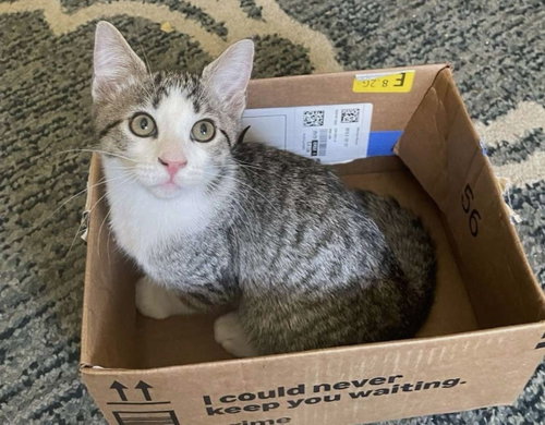 Kitten Charlie, Baby Domestic Short Hair / Mixed (short coat), cat for adoption in Diamond Bar, California