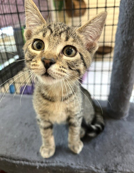 Kitten Corey, Baby Domestic Short Hair / Mixed (short coat), cat for adoption in Diamond Bar, California