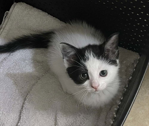 Kitten Coco, Baby Domestic Short Hair / Mixed (short coat), cat for adoption in Diamond Bar, California