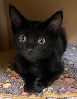 Kitten Katie, Baby Domestic Short Hair / Mixed (short coat), cat for adoption in Irvine, California