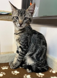 Kitten Kole