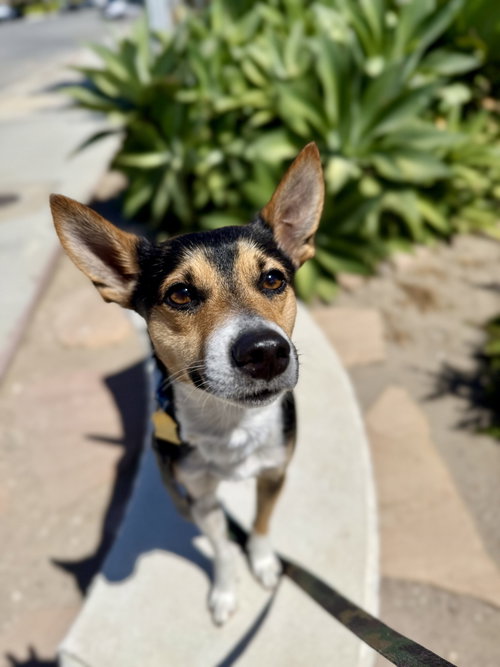 Pluto