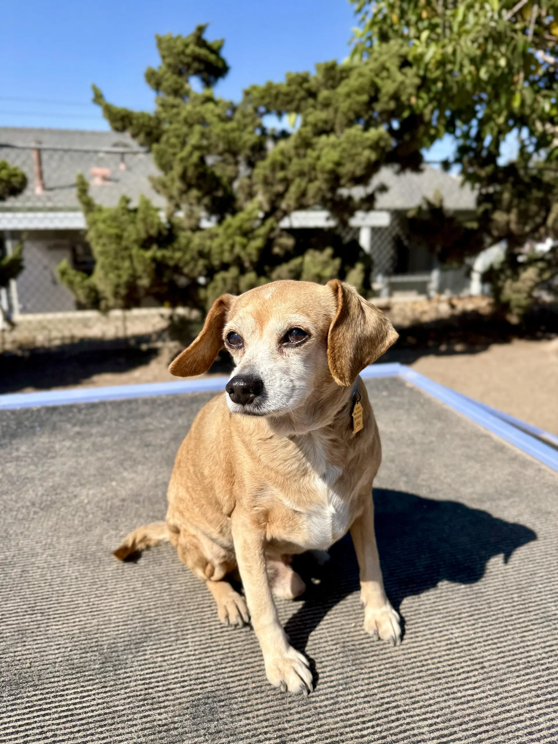 Ollie - Beagle