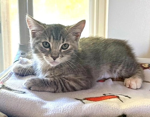 Kitten Duchess