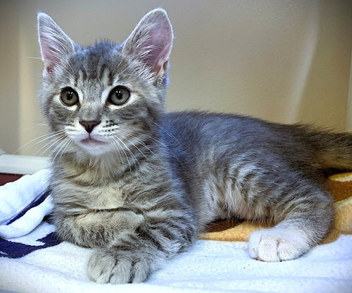 Kitten Duchess, Baby Domestic Short Hair / Torbie / Mixed (short coat), cat for adoption in Bellflower, California